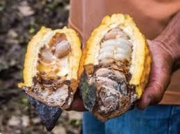 cacaucontaminado