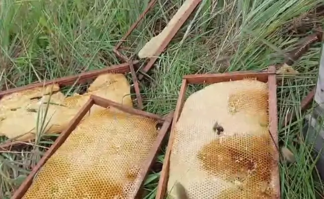 apiarioana
